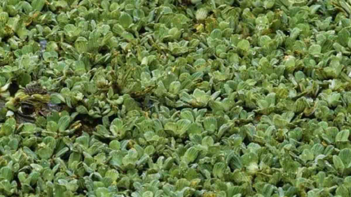 Optical Illusion: Can you spot the Hidden Crocodile within 13 seconds?